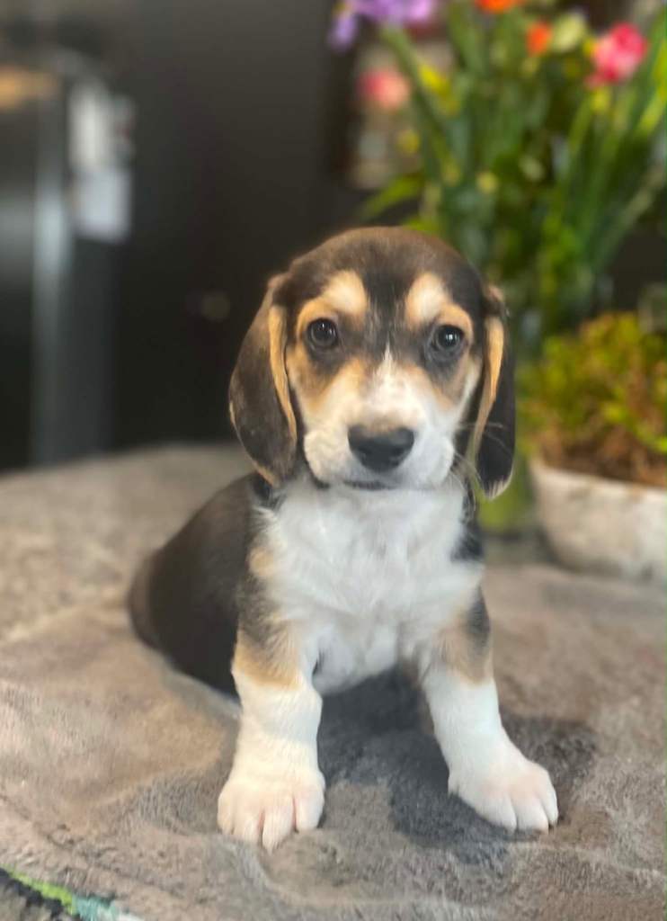 Corgi cross basset hound puppies 🐾