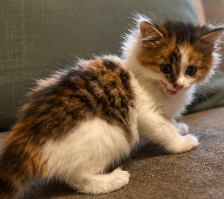 Kittens