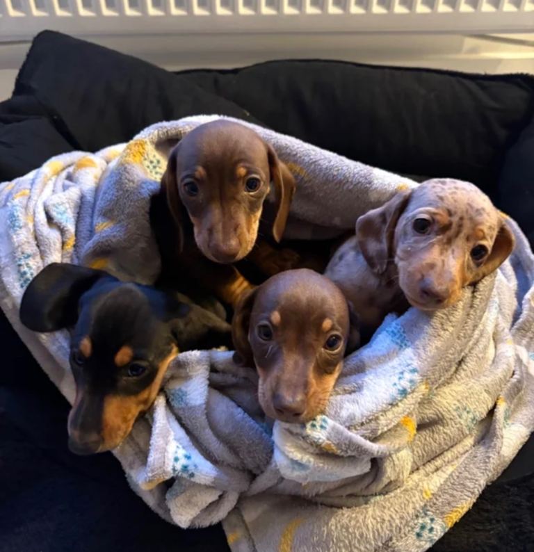 READY TO GO ! Miniature smooth haired dachshund
