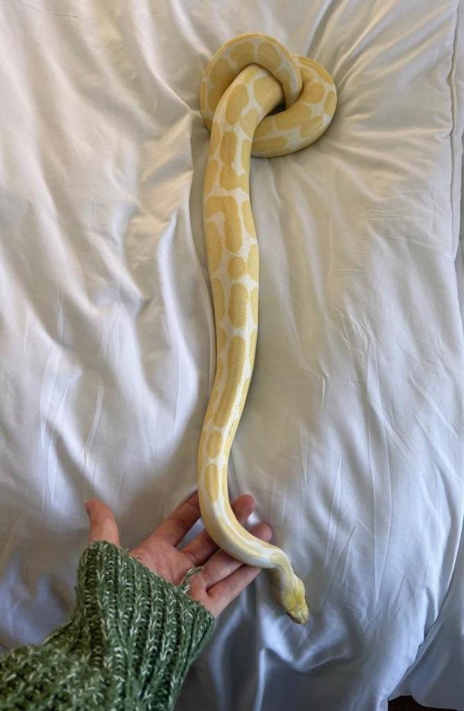 Albino Ball Python inc Viv and FULL Set up & accessories - very tame & friendlly 