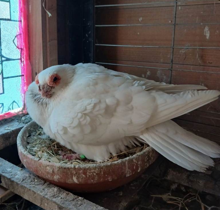 ENGLISH BARB PIGEONS 