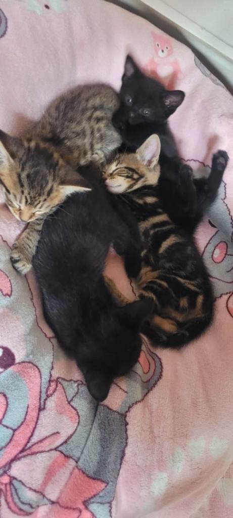 4 lovely kittens looking for new home