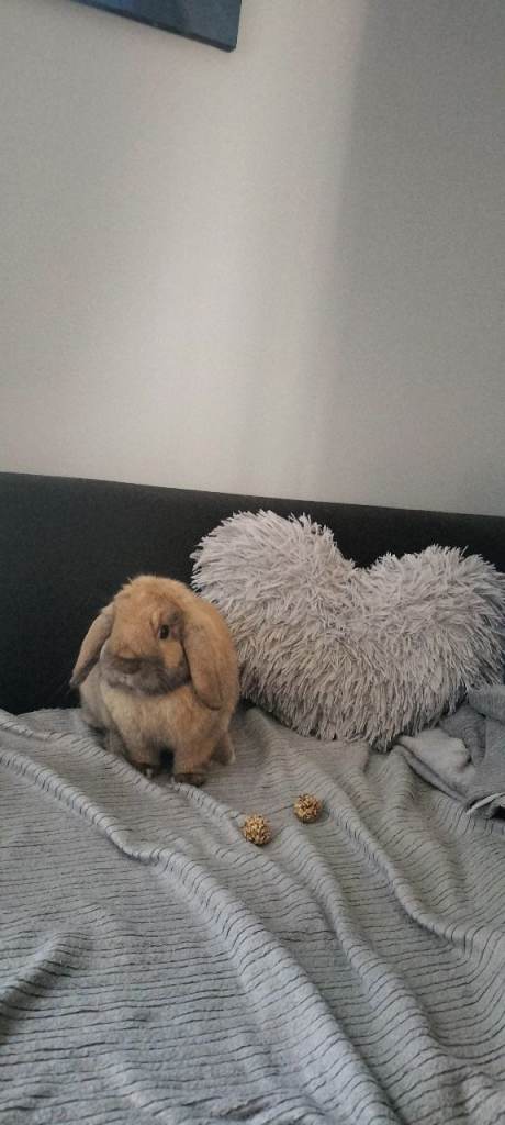 URGENT for sale mini-lop