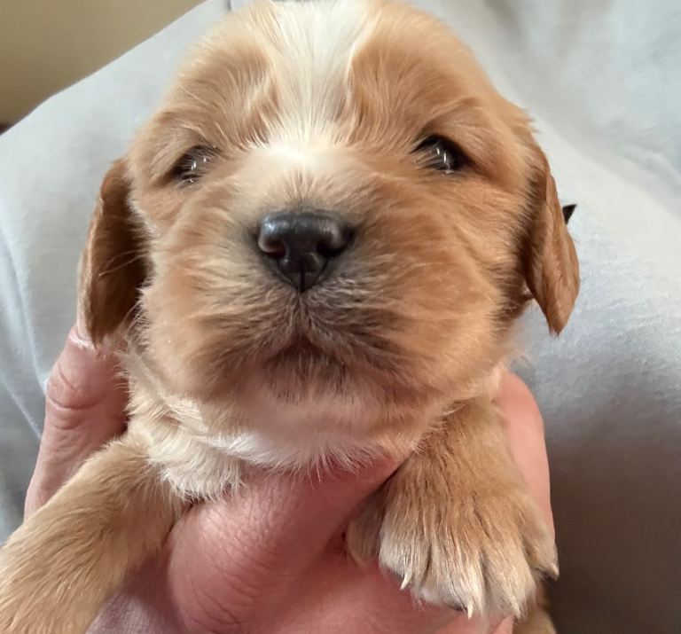 Adorable mini apricot and black cavapoo puppy’s 