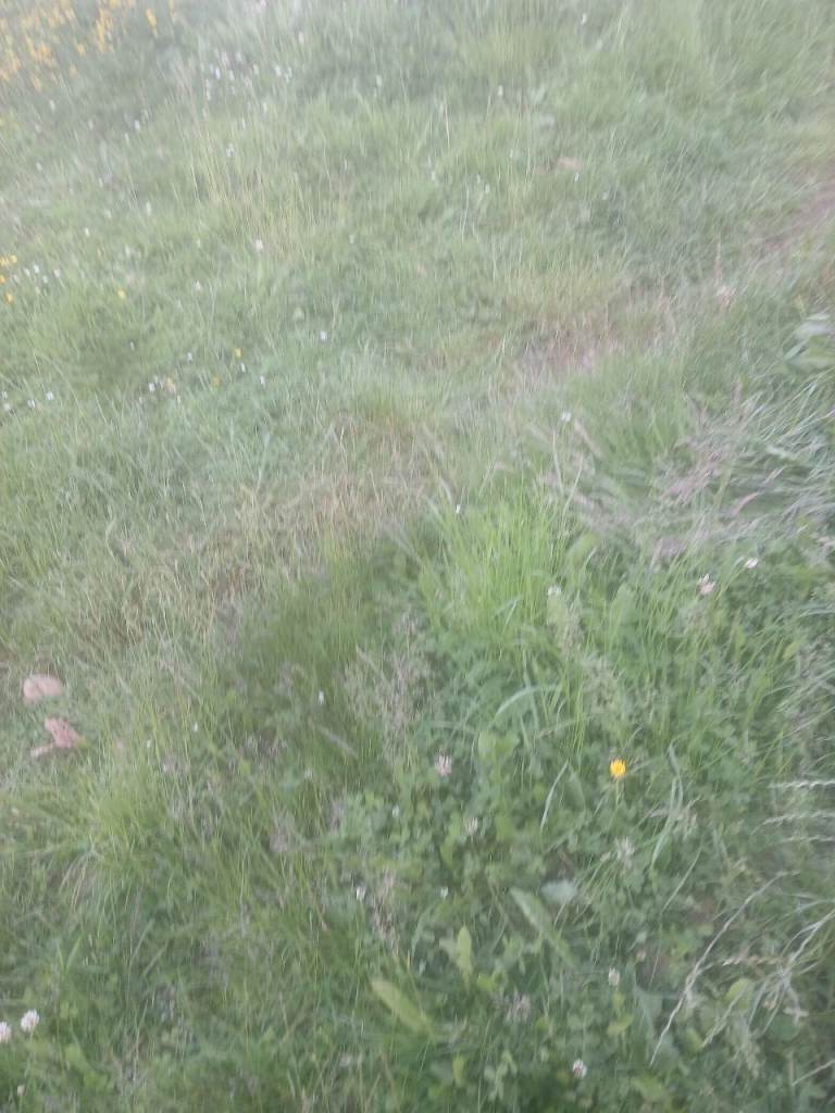 Grazing for Horses