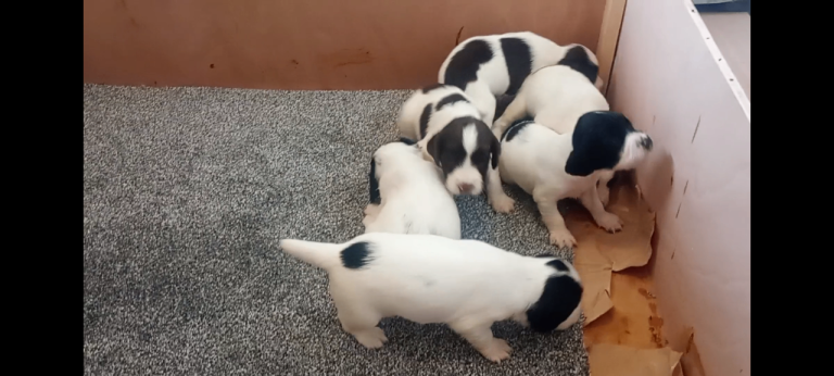 Springer spaniel pups 