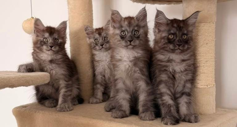  Maine Coon Kittens |World Champions Bloodlines