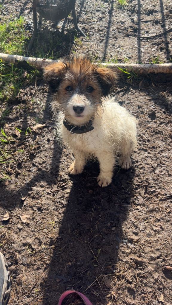 Jack Russell puppy