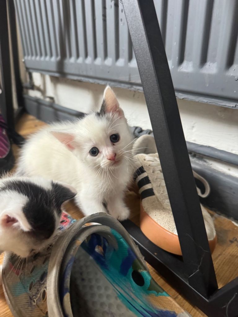 Beautiful kittens 