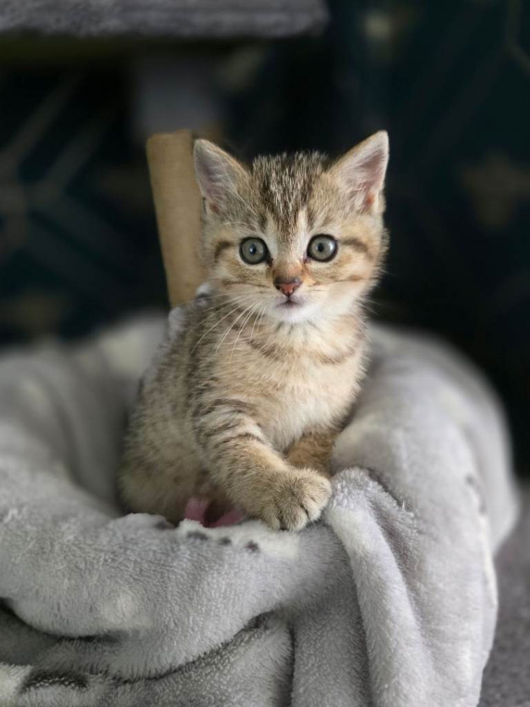 BRITISH SHORTHAIR X