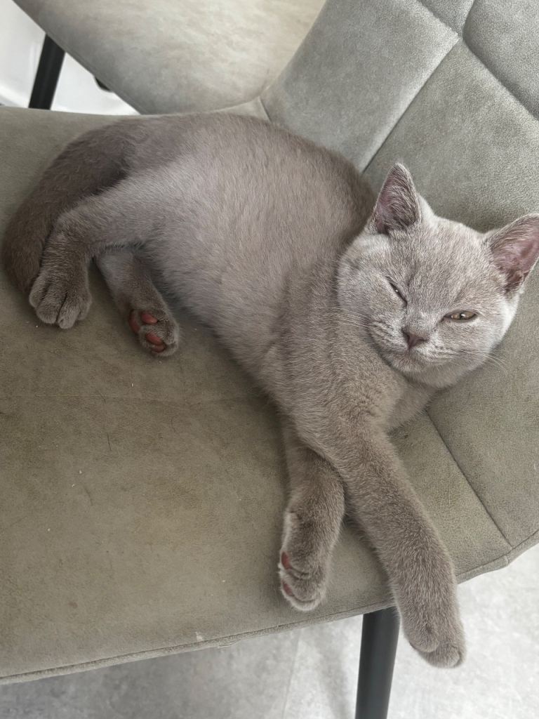 GCCF Lilac Male British Short Hair Kitten 