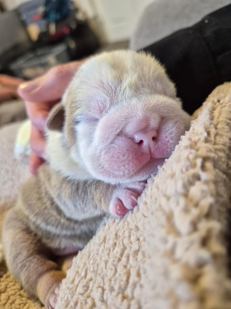 3 beautiful British Bulldogs 