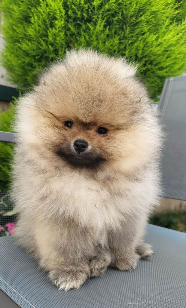 Pomeranian KC Registered Teddy Bear Boy – Cream Sable 