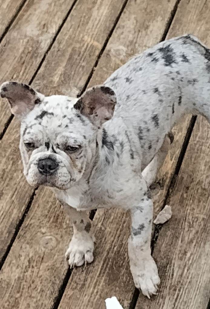 Beautiful French bulldog puppy 