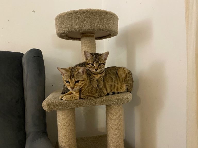 Lovely half bengal kittens