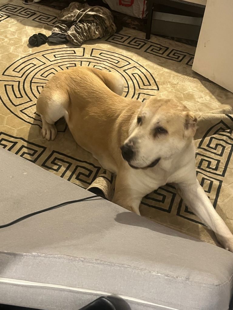 Alabai Asian shepherd dog