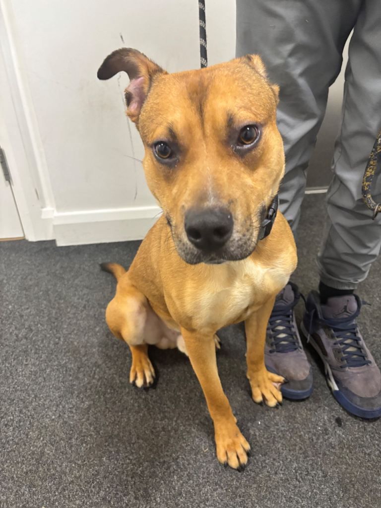 Lovely 10-Month-Old German Shepherd x Bulldog – Enzo