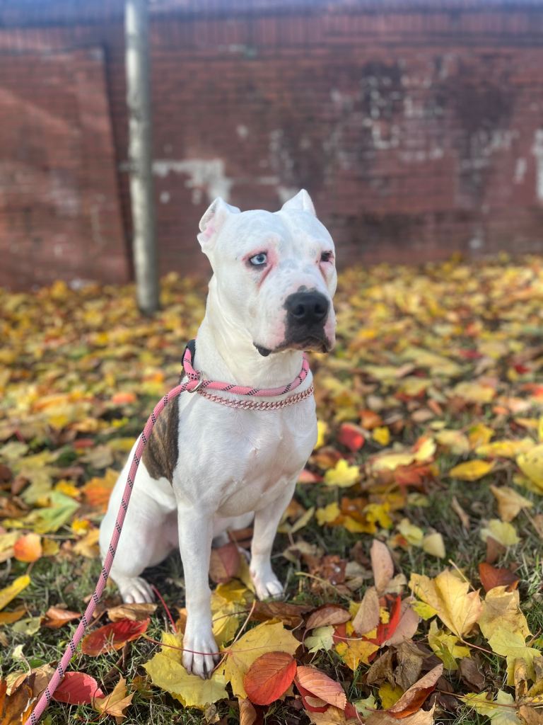 Rehoming dog 