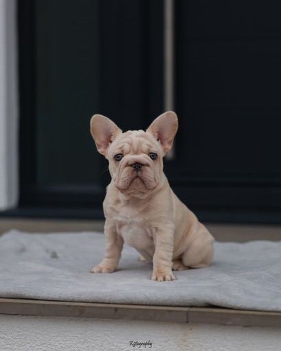 2 stunning French bulldogs 