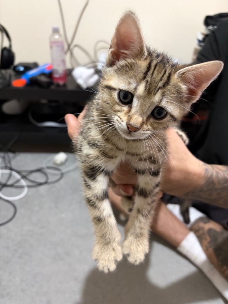 Mixed Bengal kittens 
