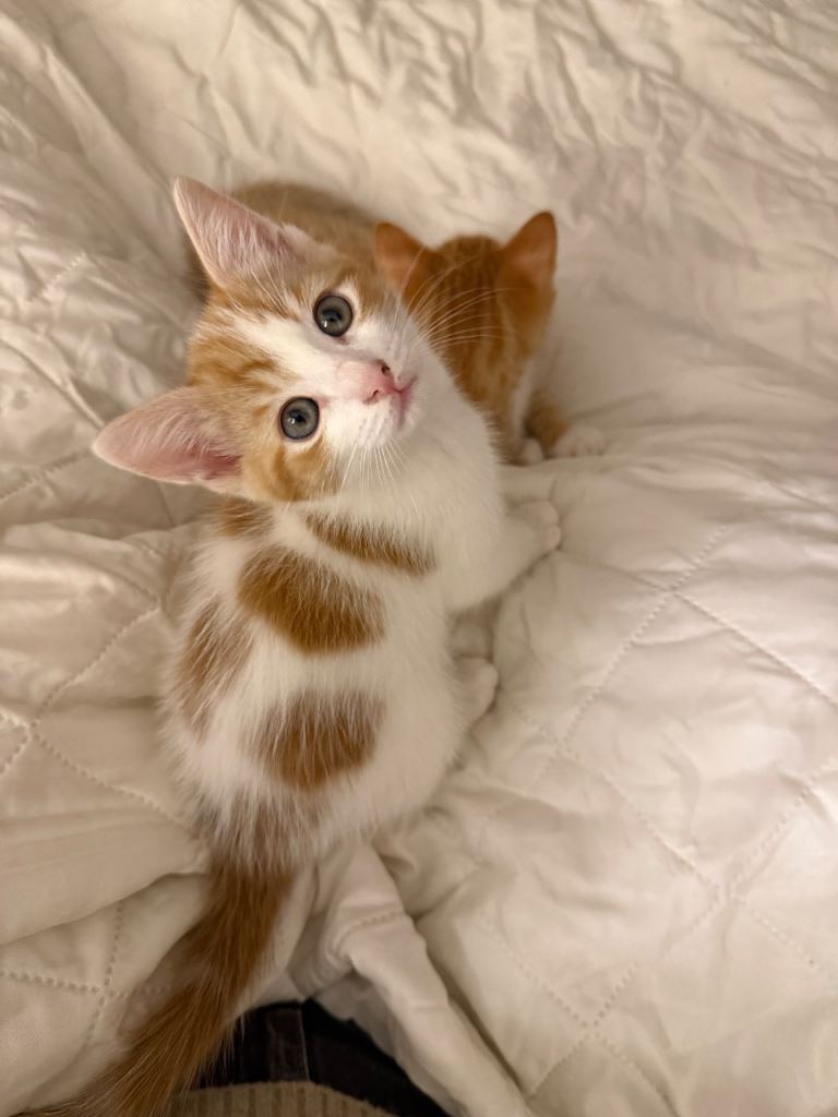Ginger Bicolour Kitten 