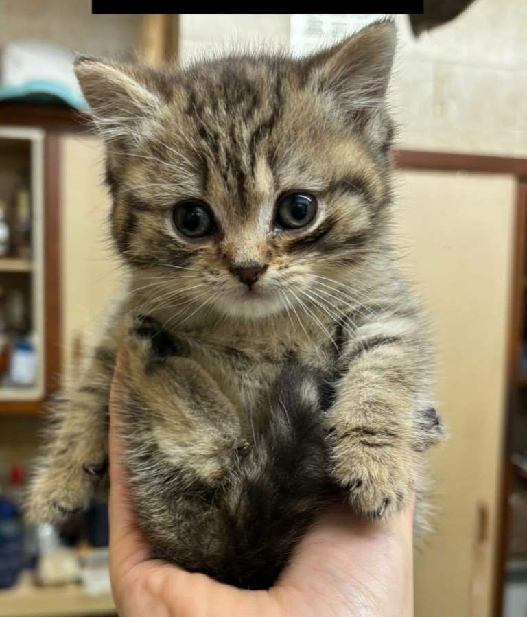 Silver Bengal x British Shorthair kittens