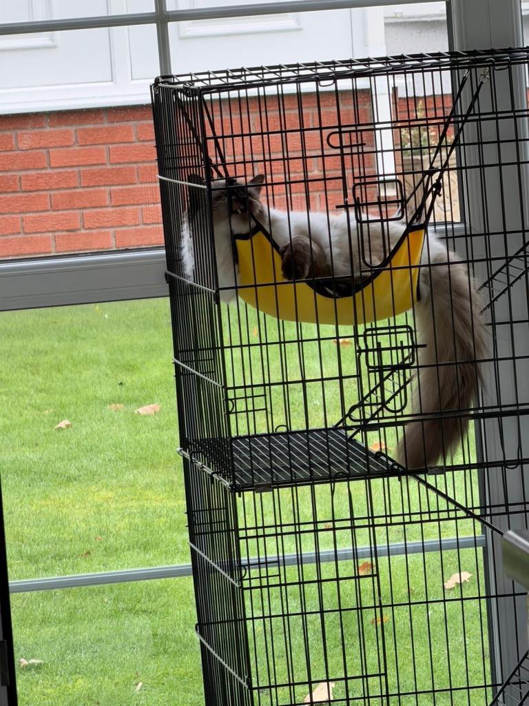 Large playpen for kittens and small mammals
