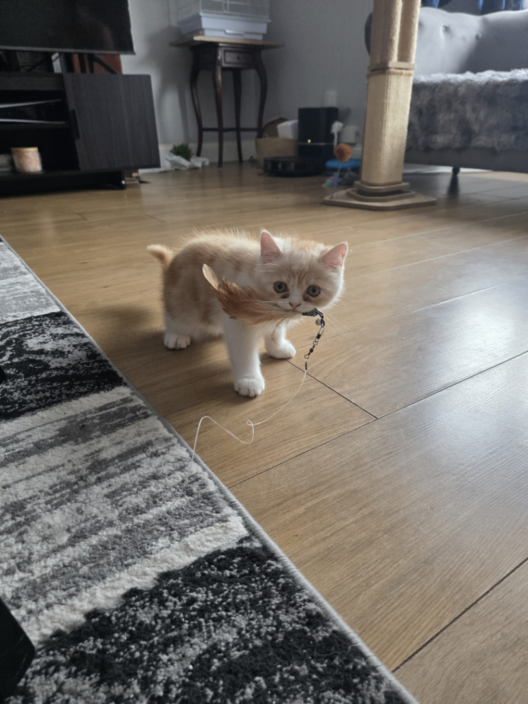 Persian Kitten for Sale!