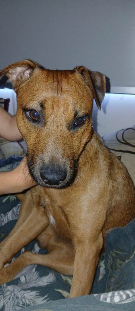 2yr old Patterdale for sale