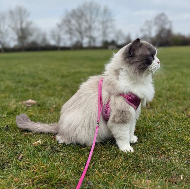 Very affectionate Blue Bicolour Ragdoll Needing New Home 