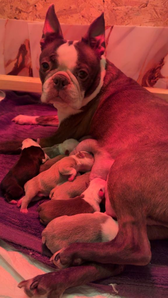 KC Registered Boston Terriers Ready now