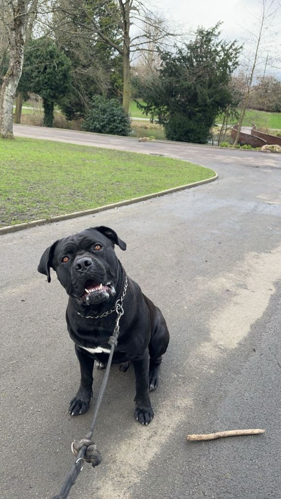 Cane Corso – 5 Years Old – Loving Home Needed