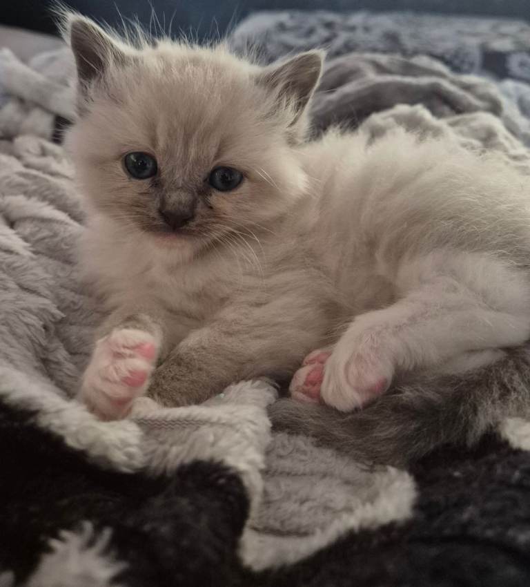 Stunning Ragdoll kittens 