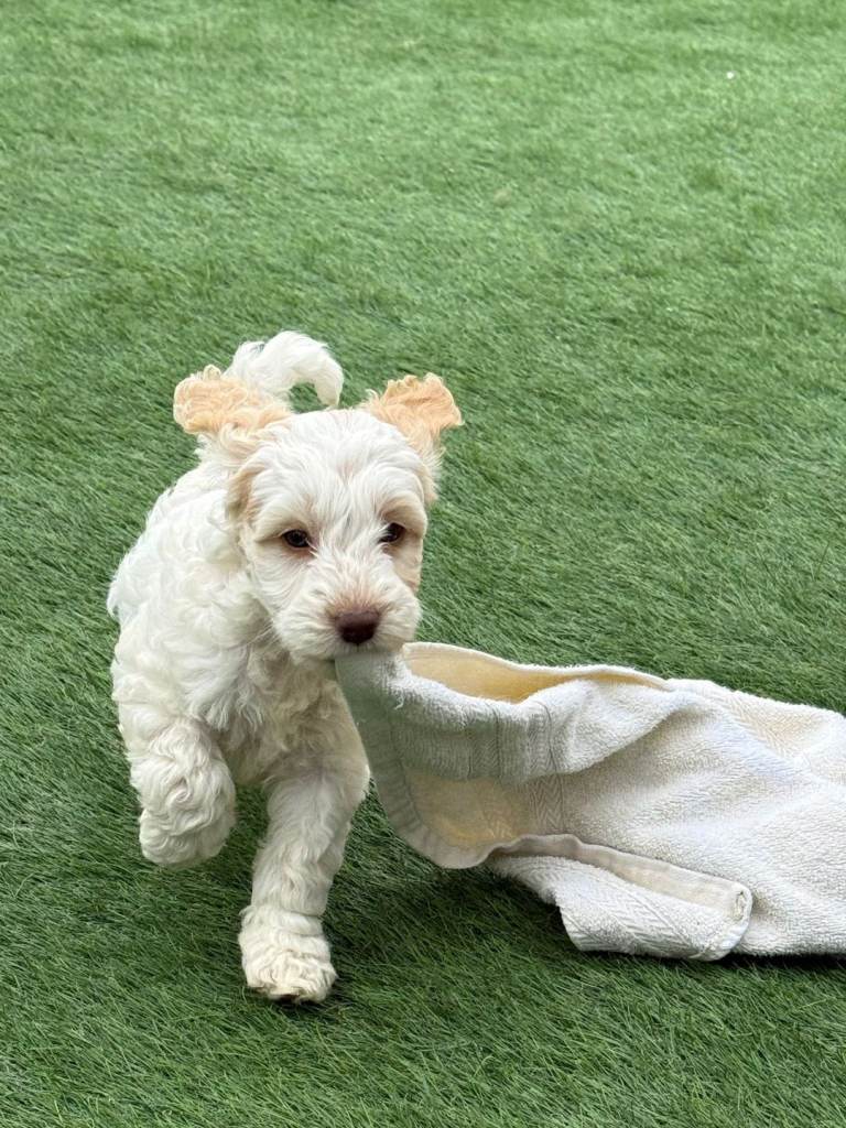 F1 COCKAPOO PUPPIES