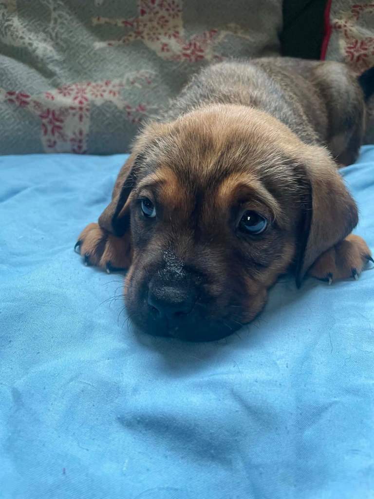 Mastiff cross American bulldog pups