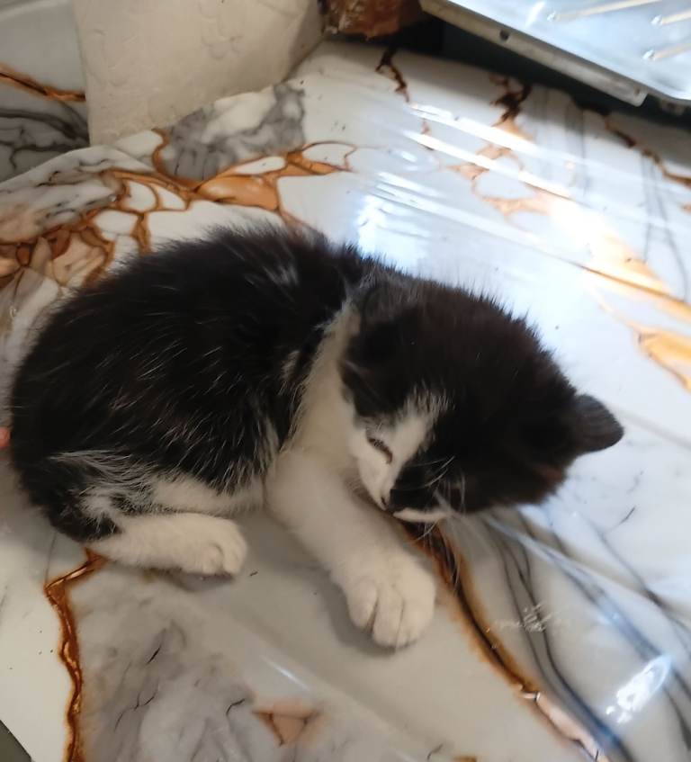 Cats for sale