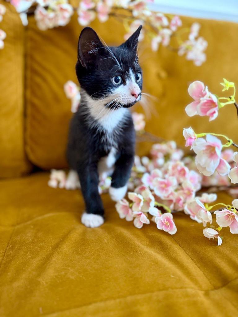 Kitten for sale