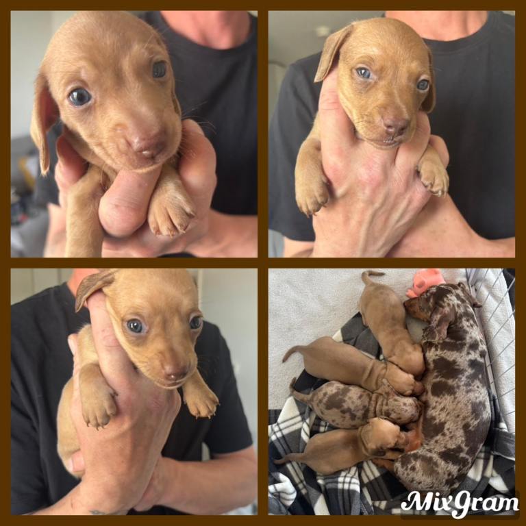Miniature dachshund 