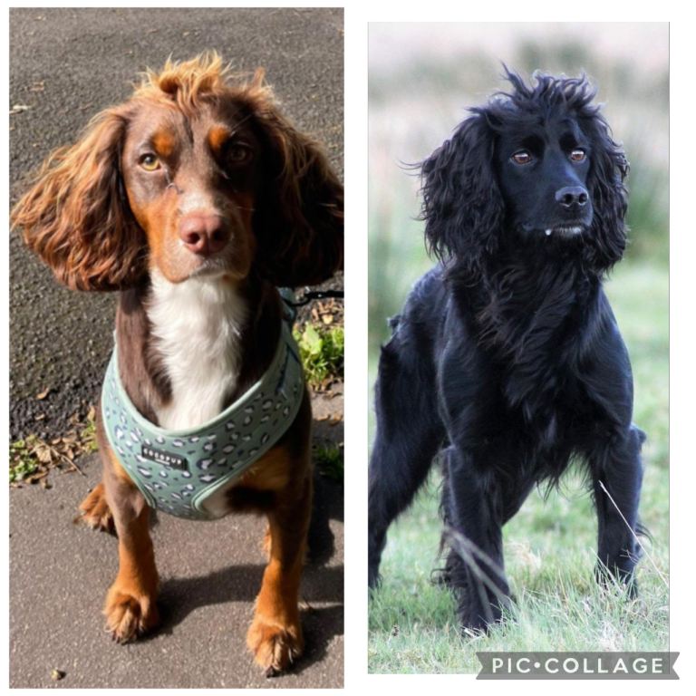 Good pedigree KC Registered cocker spaniel puppies