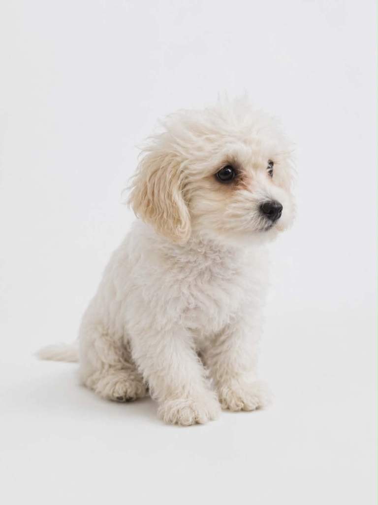 Breed: Maltese-type / Maltese 