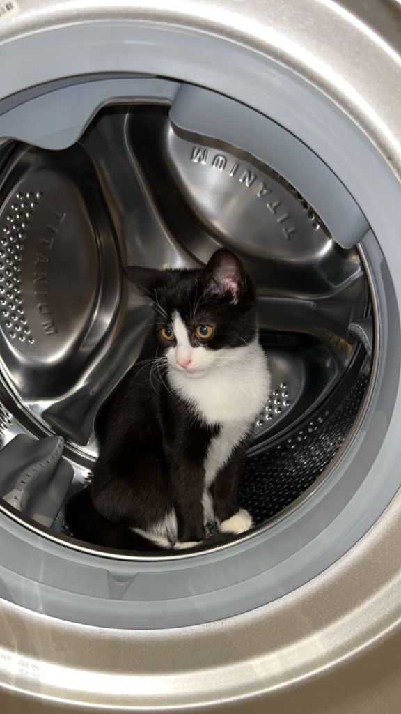 4-Month-Old Female Kitten — Loving Indoor Home Wanted