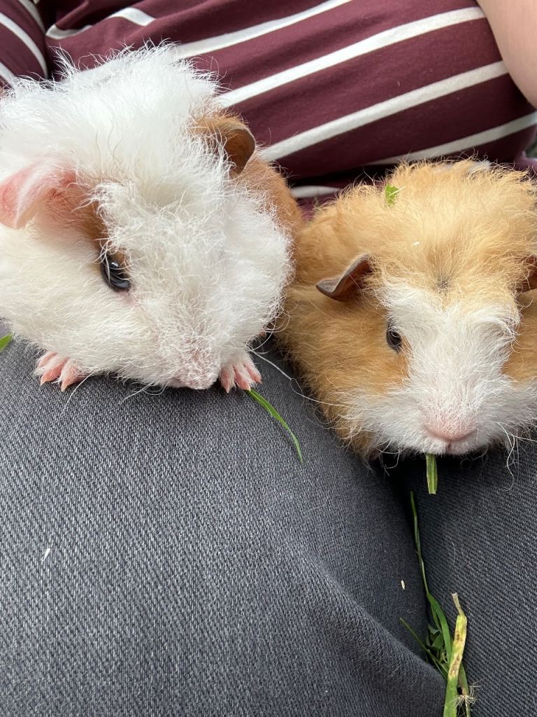 Guinea Pigs