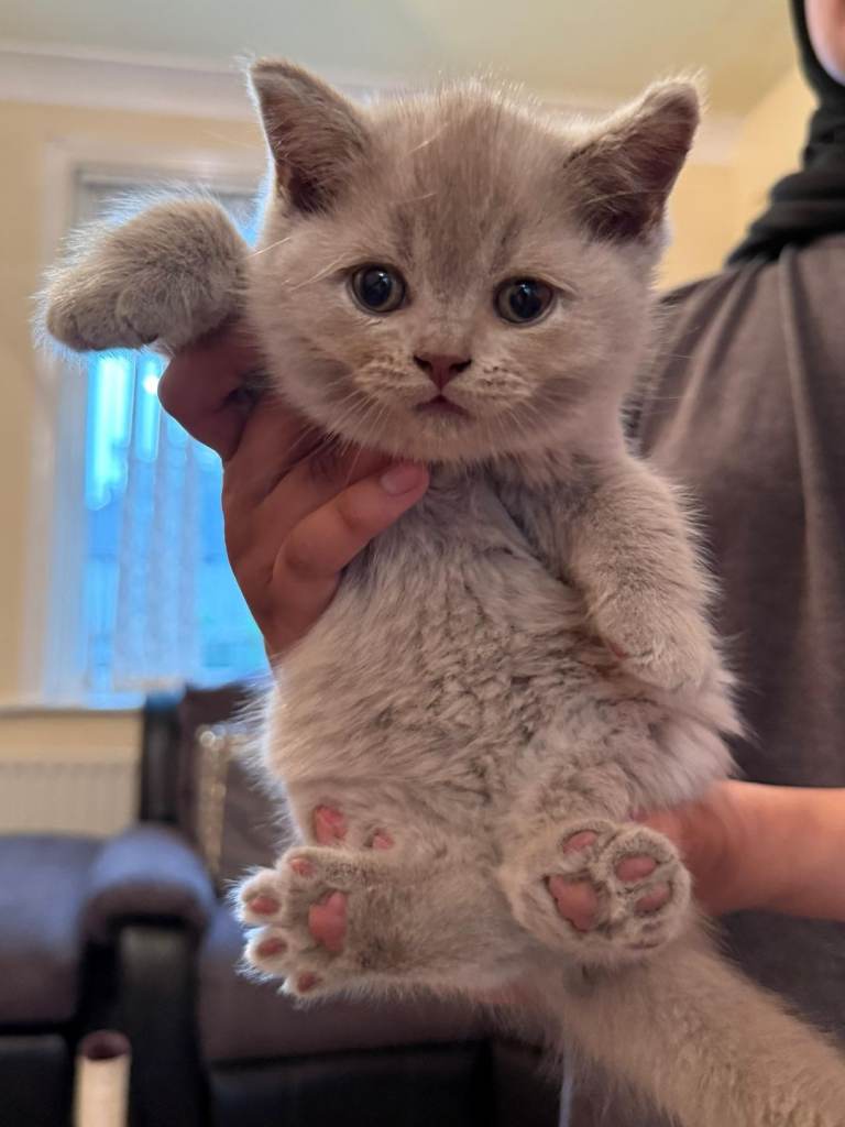 British Shorthair Kittens 