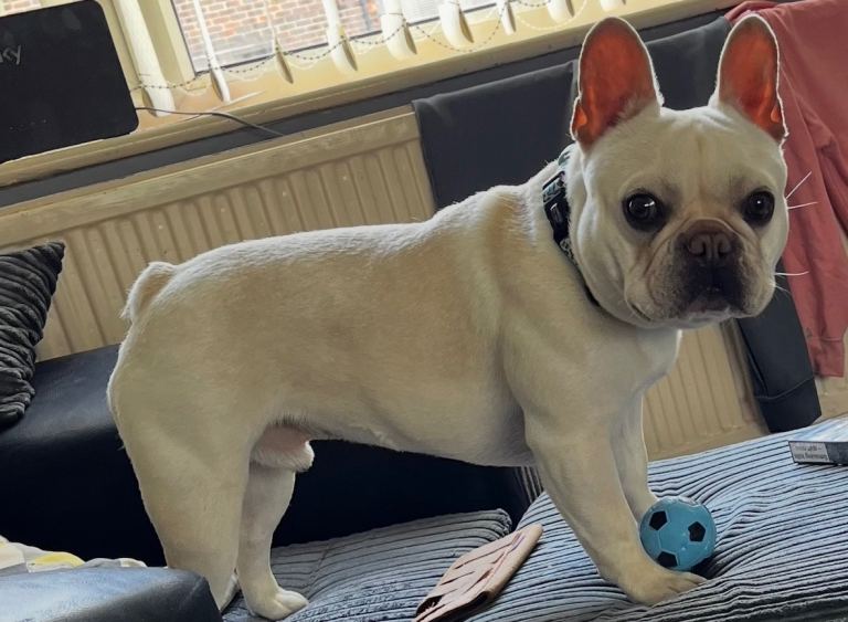 French bulldog 