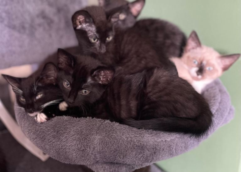 Adorable kittens looking for forever home
