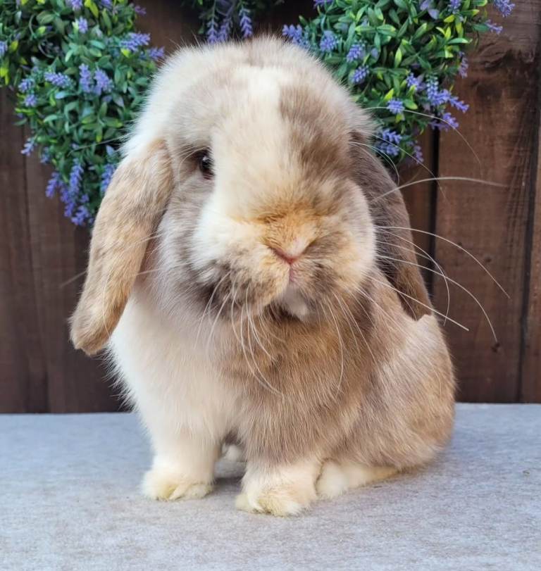 Adult buck chocolate harli mini lop