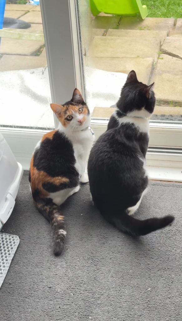 Cat pair for sale with all accessories 