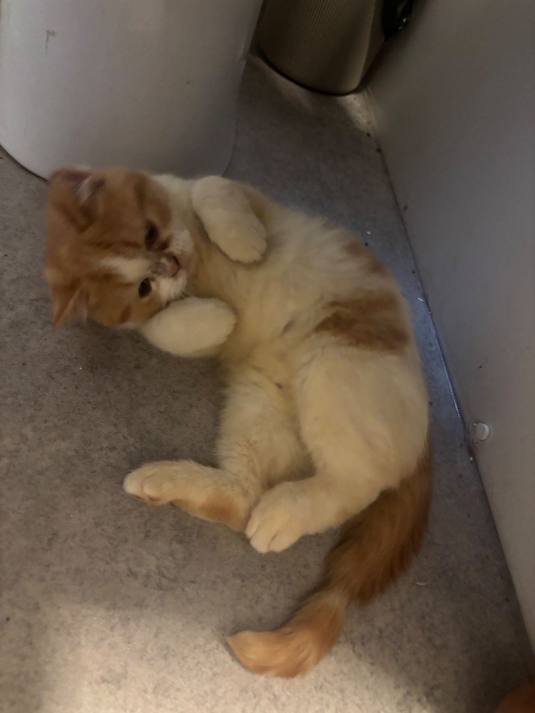 Persian Kittens Last Ginger Boy