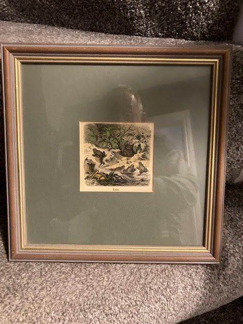 Title 'Toads: high quality print of old coloured illustration.