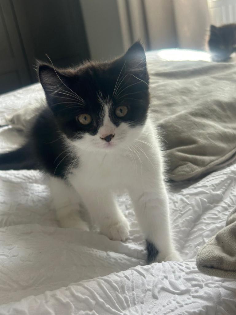 British Short Hair cross kittens